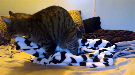 cat humping blanket